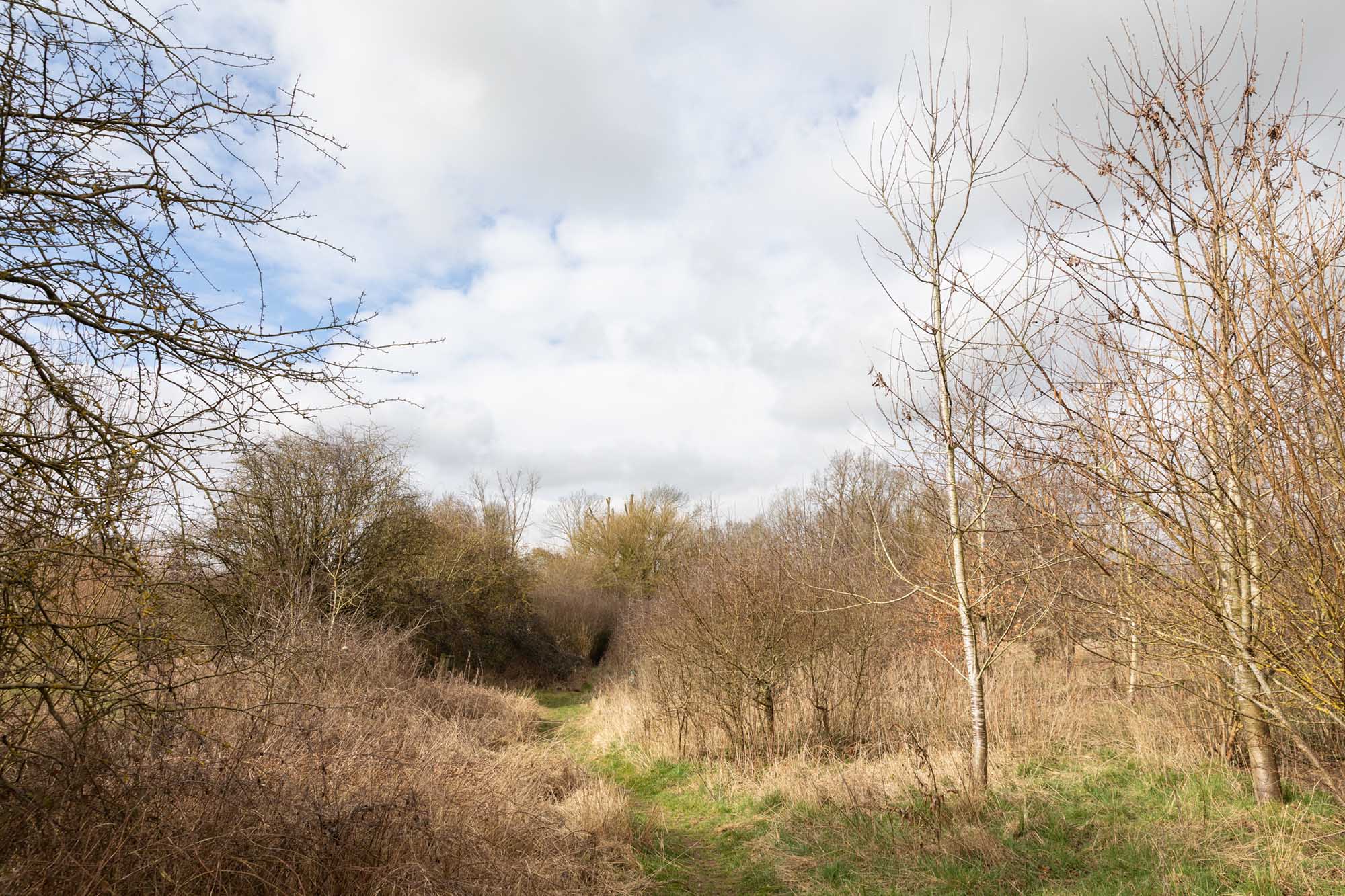 A woodland with grass in the foreground